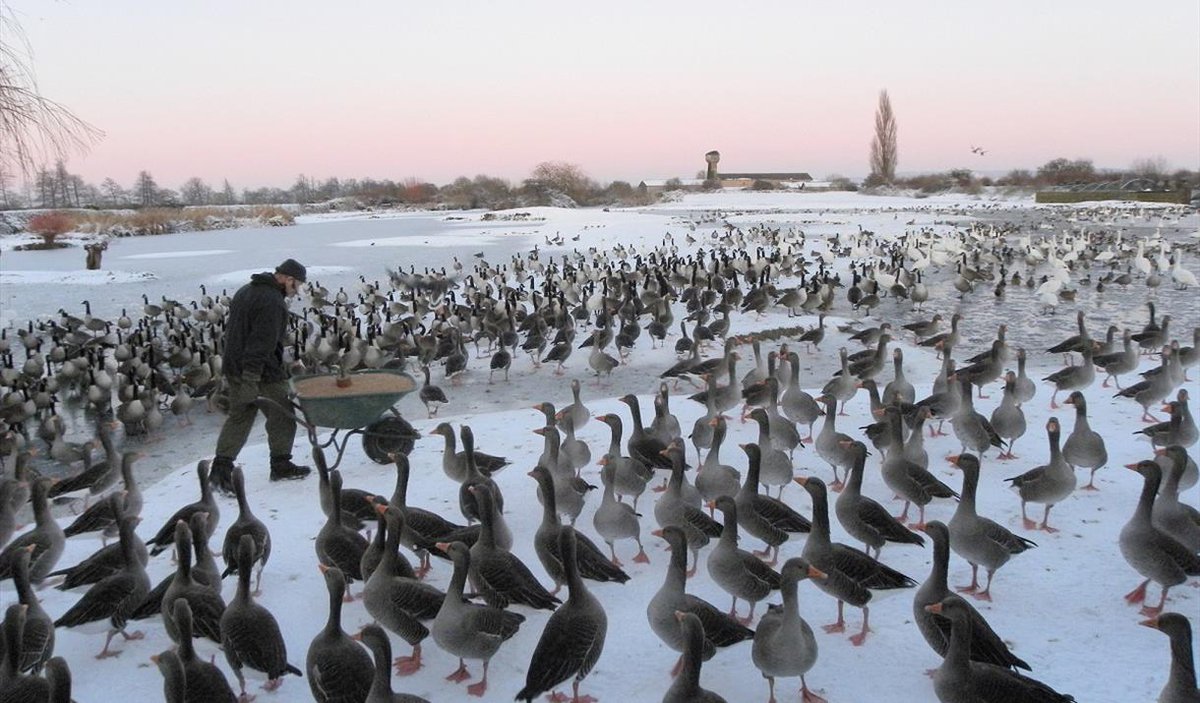 tourismforalluk's tweet photo. All the exhibits, pathways and animal hides are accessible to everyone at @WWTSlimbridge 

The centre also has mobility scooters and wheelchairs, which can be booked for use on the day of your visit.

🔗 https://t.co/gjkWrOivRO https://t.co/3fwAVpsSzx