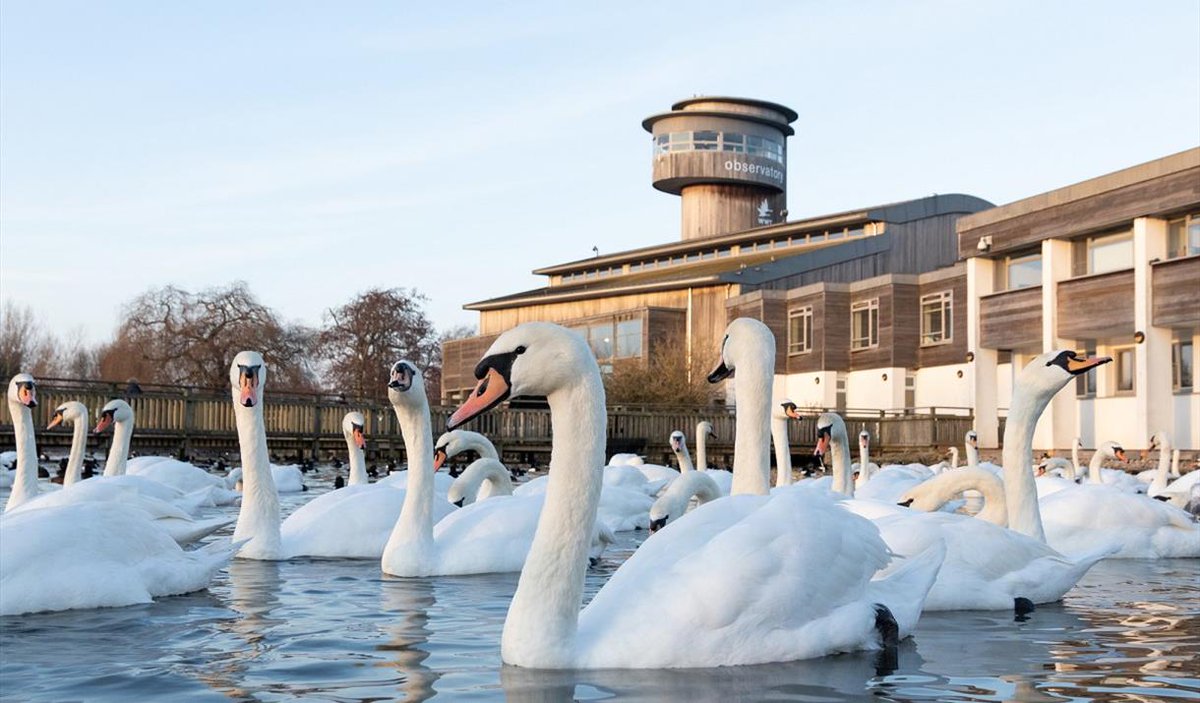 tourismforalluk's tweet photo. All the exhibits, pathways and animal hides are accessible to everyone at @WWTSlimbridge 

The centre also has mobility scooters and wheelchairs, which can be booked for use on the day of your visit.

🔗 https://t.co/gjkWrOivRO https://t.co/3fwAVpsSzx