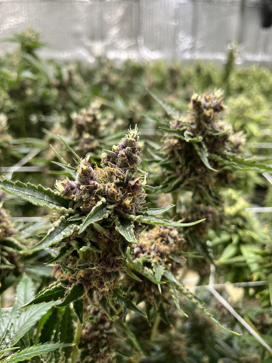WeWeed_NFT's tweet photo. Happy 2024 from the farm! 🪴💪🏼 https://t.co/vtQoo3ow8m