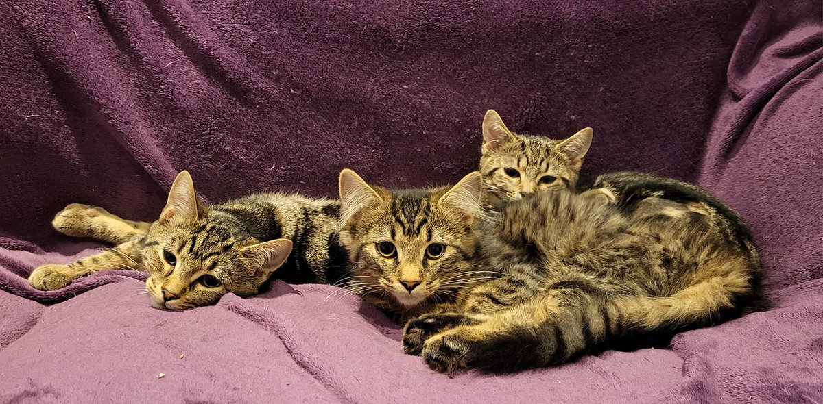 Getting 3 new (boy) farm cats tomorrow- anyone got any name ideas? So far Alvin, Simon and Theodore top of the tree. Han, Luke and Chewie second place.