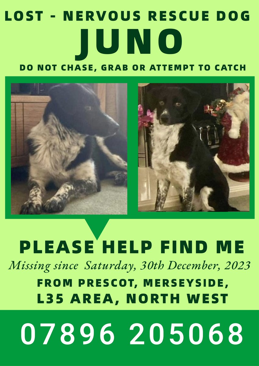 #Juno missing #Prescot, #Merseyside, #L35area, #Northwest Please join and share Juno's group. For her safety, do not call, grab or attempt to catch. Ring the number on poster with any sightings as comments on social media posts can and will be missed. facebook.com/groups/4111300…