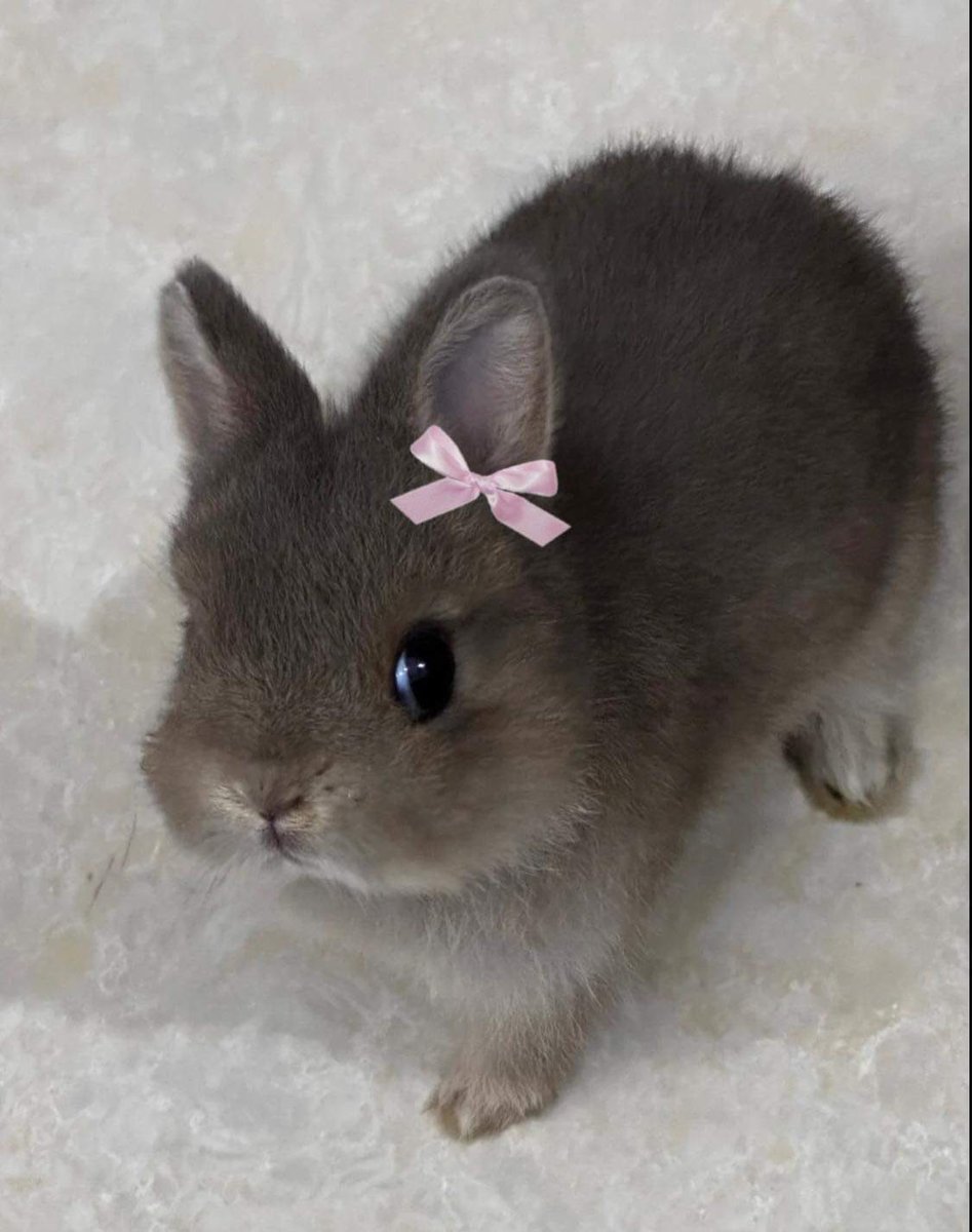 bunnieswbows's tweet photo. https://t.co/BQcpLEmJrP