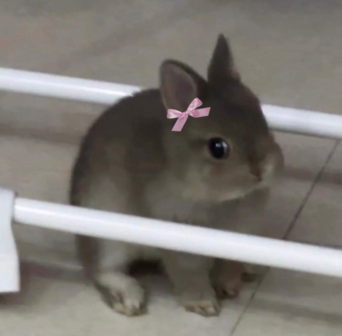 bunnieswbows's tweet photo. https://t.co/BQcpLEmJrP