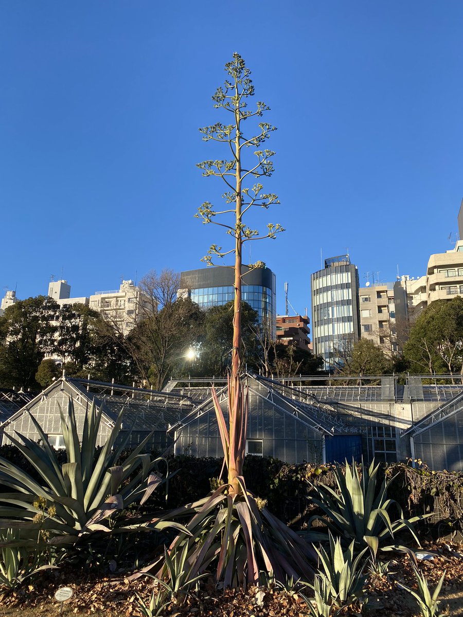 昨日は新宿御苑行ってきたんだけど
温室が15時過ぎで終わるの知らなかった笑

外にアガベさん達居たんだけど
もう花が咲きそう？だった！！！

#多肉植物 #観葉植物 #アガベ #新宿御苑