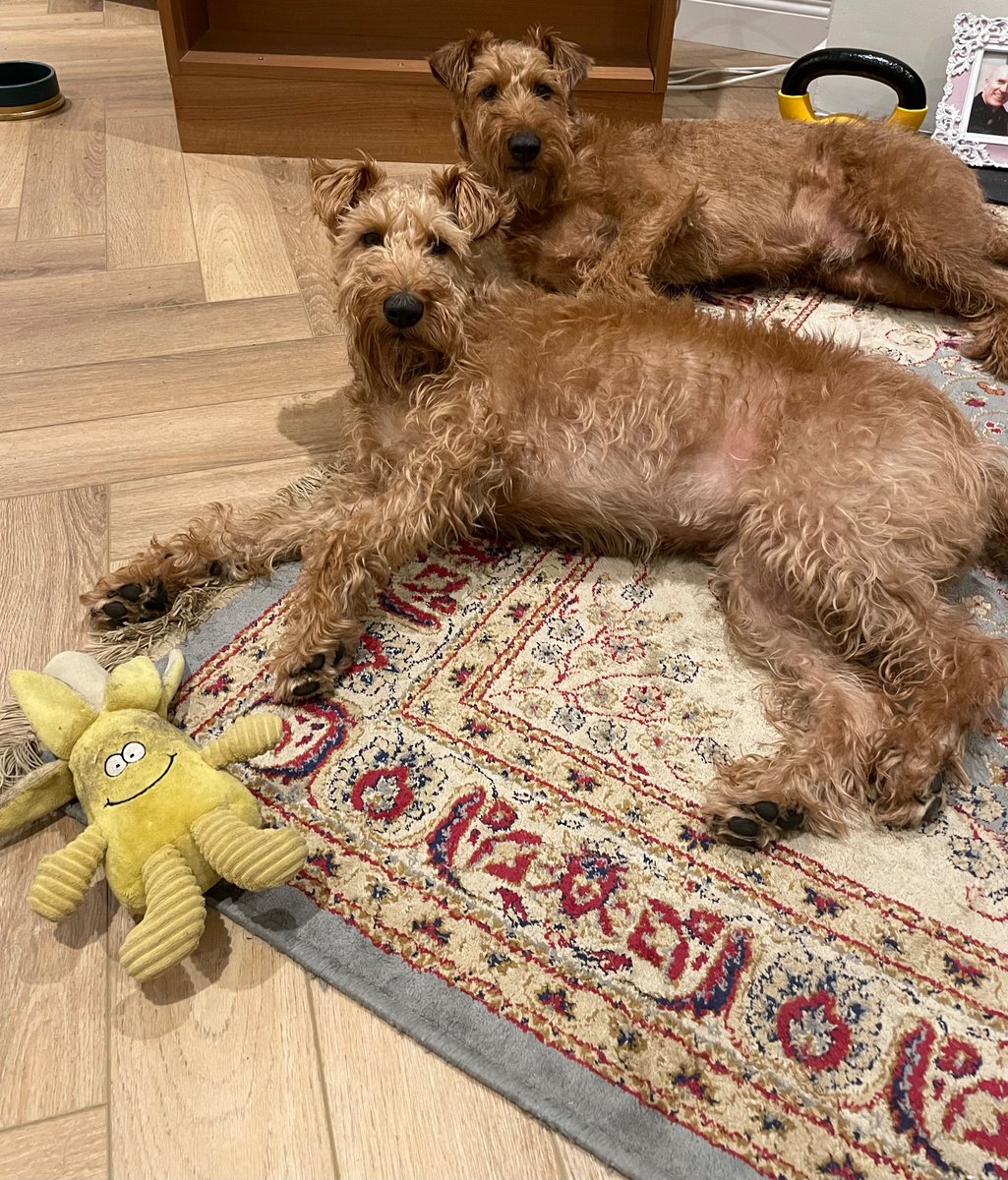 Tonight we are mostly resting up and taking it easy!! 😴😴 settling into 2024, and thinking of all the mischief we can do!!😂🤣😂 Happy new year to all our Pals!!❤️❤️❤️