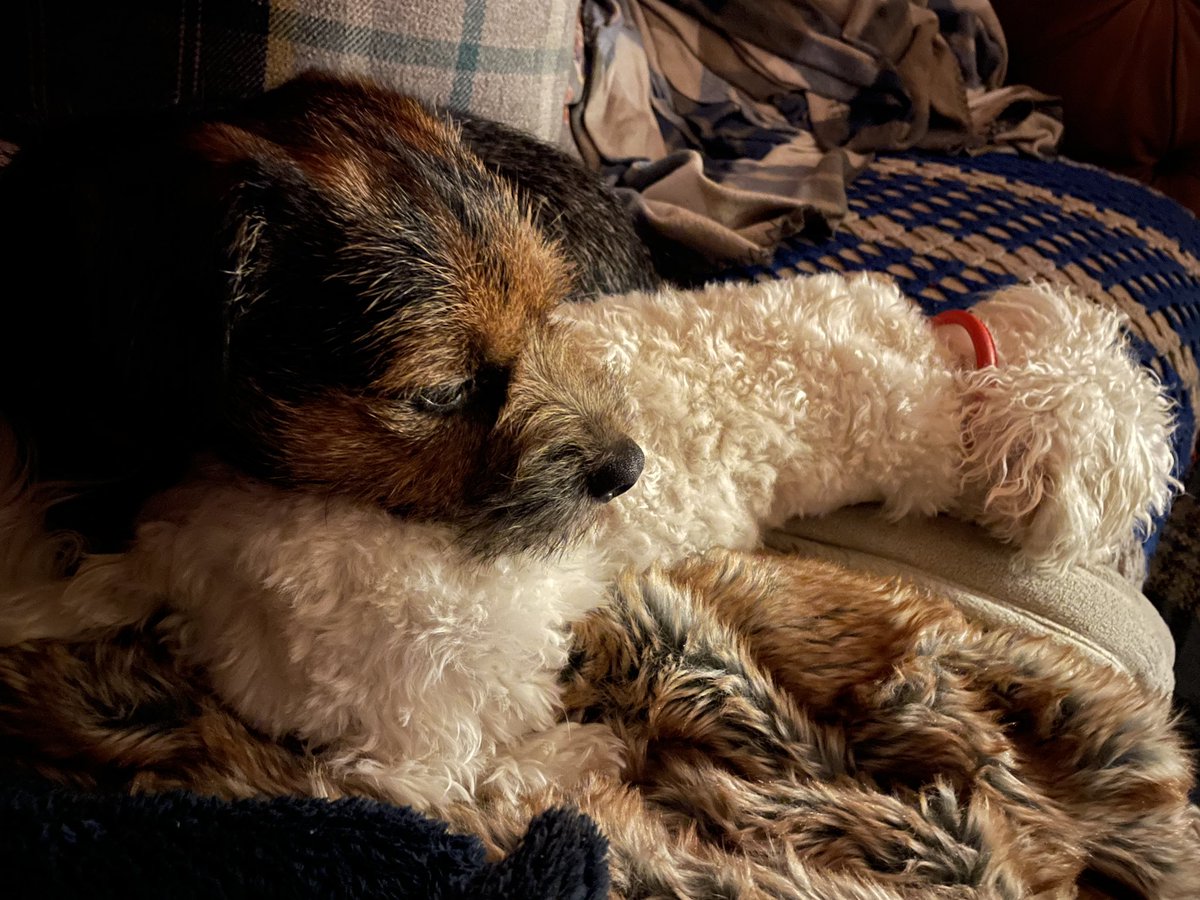 Nothing like using your sister as a heated pillow #BTPosse #maltese #dogsofx