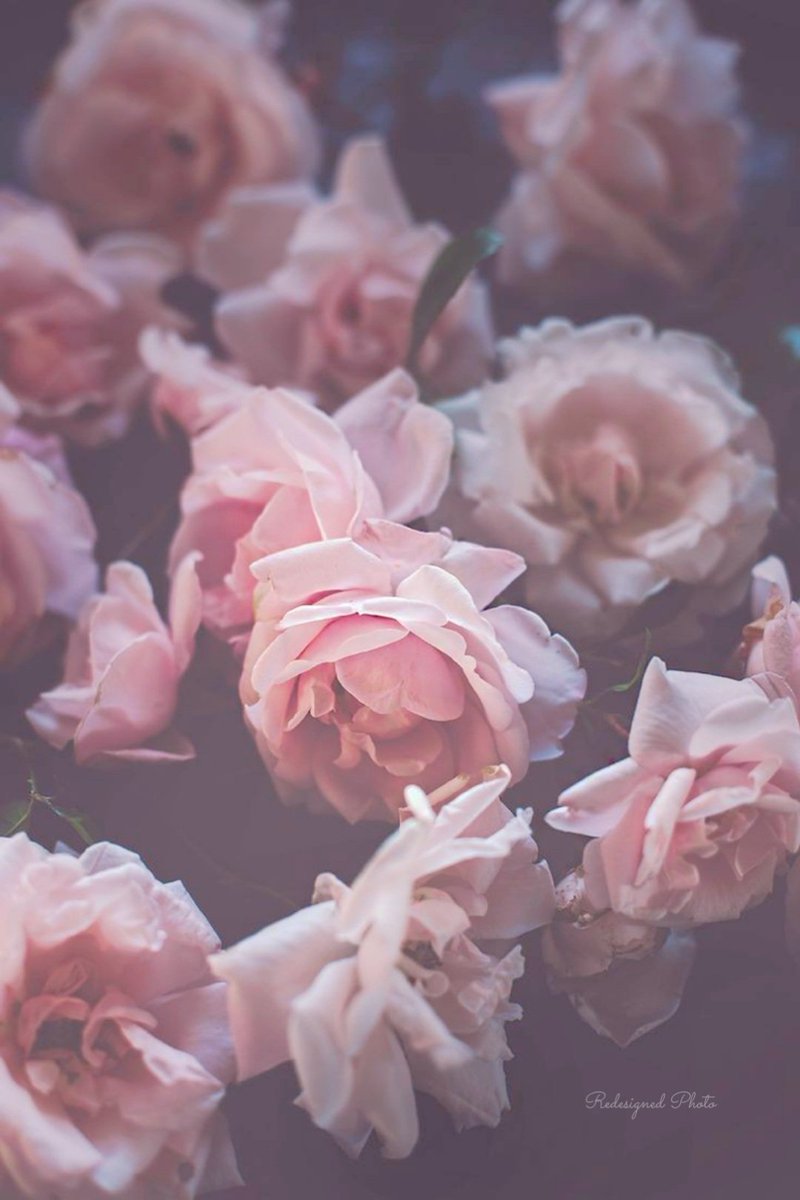 °˖❁˖~ peace &amp; love ~˖❁˖° 

Every day is a new hope,
new beginning, &amp; new life.
Start your day with
a beautiful smile and
add a wonderful chapter
in your life today…

~ Richa Dhaundiyal

•°˖❀˖* smile °˖❀･ﾟ･˖ ˖°