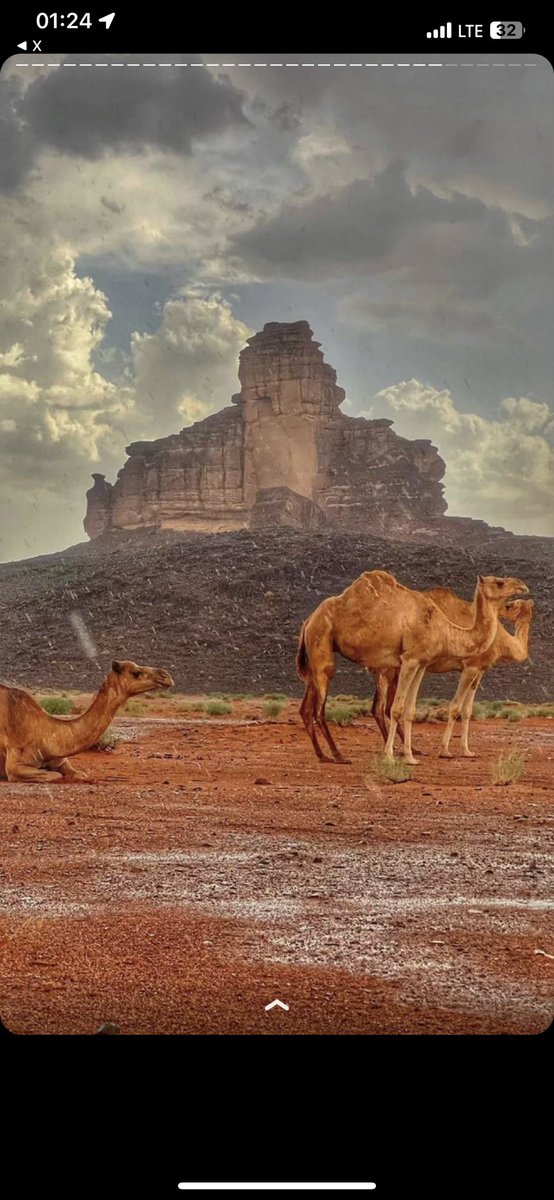 Fiv369's tweet photo. الصمت في حرم الجمال #جمال 🐪✨

#سعودية 🤍🇸🇦 https://t.co/jQ93C0LUnR