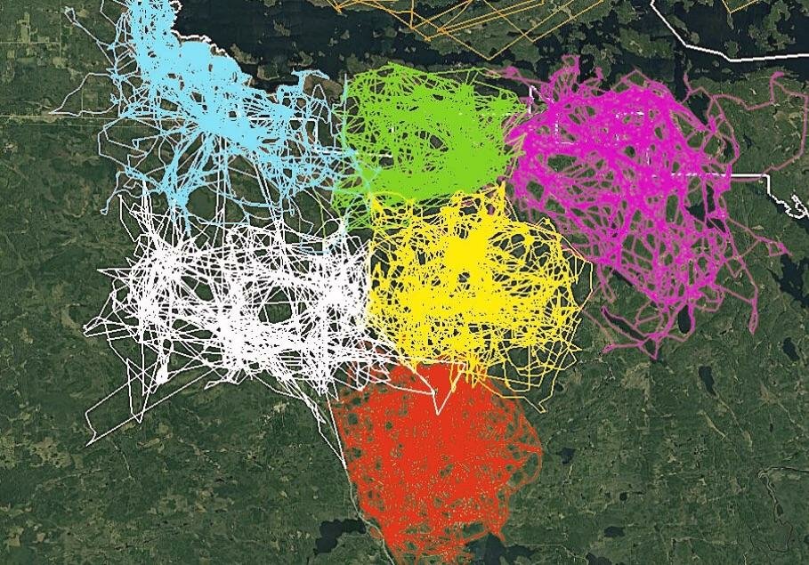amazingmap's tweet image. An image of GPS tracking of multiple wolves in six different packs around Voyageurs National Park shows how much the wolf packs avoid each other&apos;s range