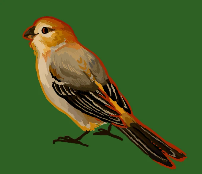 I'm reopening my bird doodle commissions for 2024! If you donate $10 to my Ko-Fi and request a bird of your choice (any bird! only birds!) I will doodle it for you! Check out my Ko-Fi with all past commissions below!   