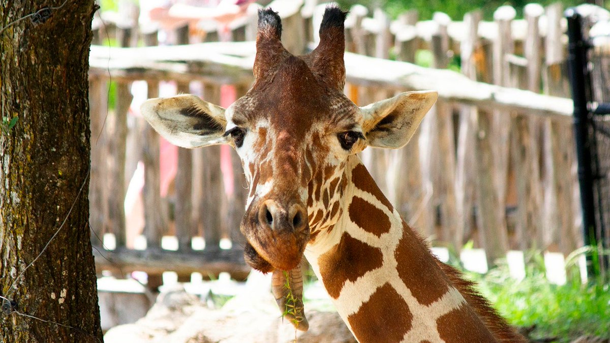 BornFreeUSA's tweet image. 🦒💔 A #giraffe at the #DallasZoo has been #euthanized after dislocating his jaw in an “unexpected fall.”

This is the sixth giraffe death at the Dallas Zoo in recent years.

ow.ly/lbHc50QnzlT