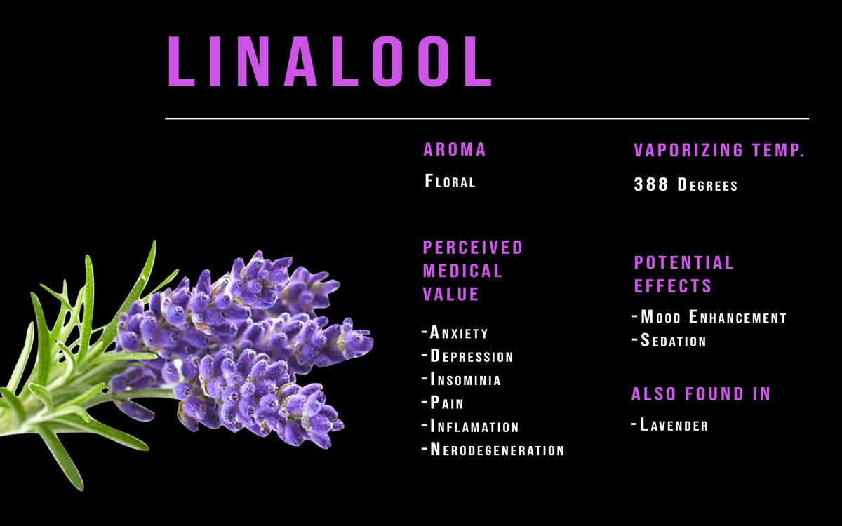 thcmed's tweet image. Terpene: Linalool - A floral terpene that has benefits such as mood enhancement and to be sedated.
#linalool #terpene #lavendar #mmj #trichomehealthconsultants #thcmed #reefer #cannabiscommunity #cannabisculture #ᴛʜᴄ #moodenhancer #sedative #medicalmarijuana #topshelf