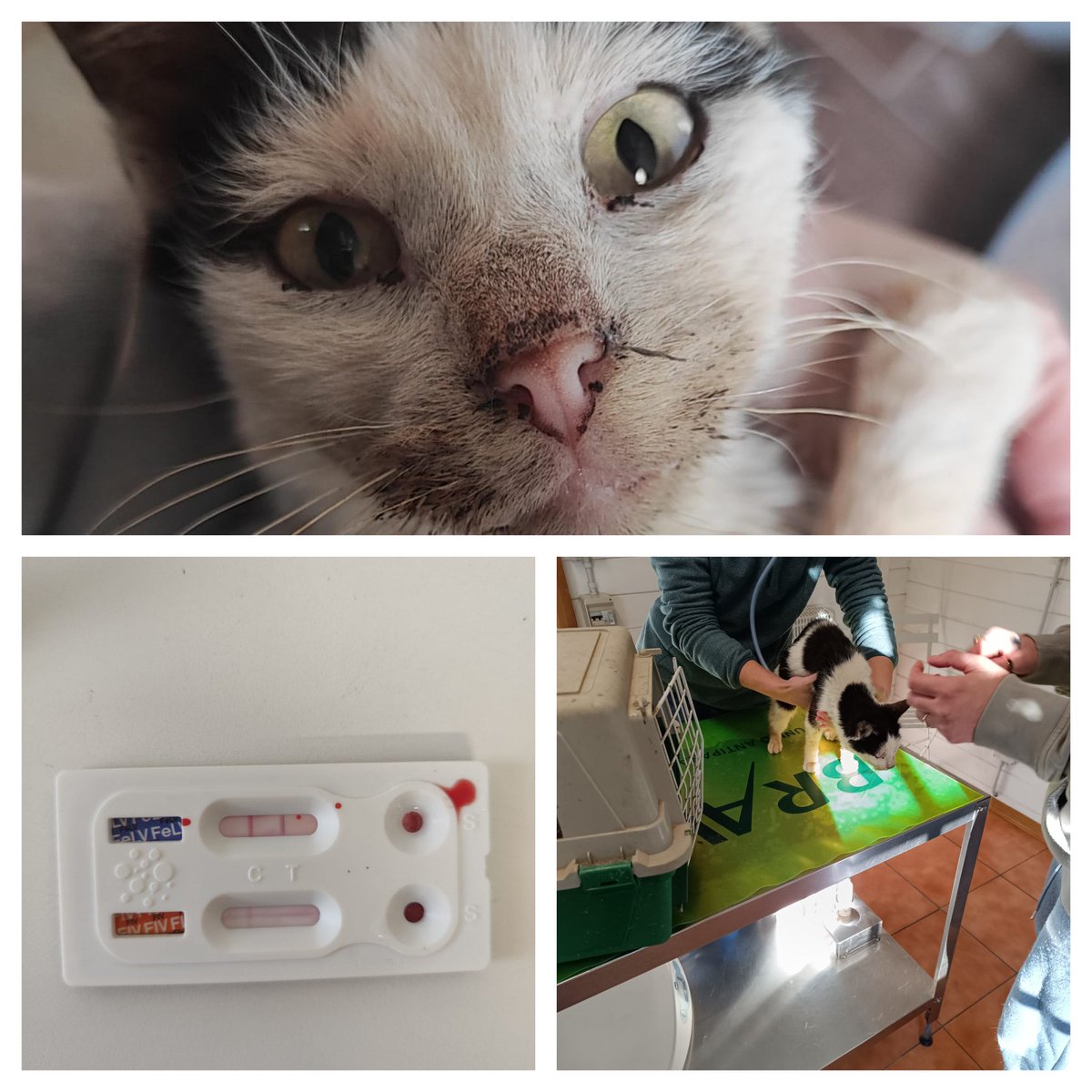 RandagiBaffi's tweet photo. Silvestro è risultato felv positivo.Non poteva andar peggio di così....apriamo una piccola raccolta per pagare il vet, comprare il necessario e tornare in studio tra qualche giorno appena avrà preso un po' di peso
Paypal:donazioni@baffirandagi.com
Bon: IT89Z0538781591000043031902 https://t.co/n1sxMQEQCj