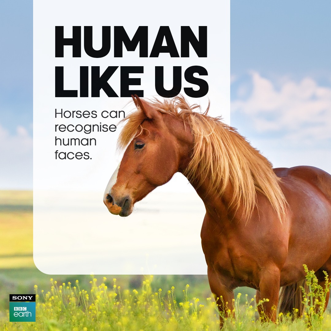SonyBBCEarth's tweet photo. Horses not only recognize distinct faces but also display affection upon reuniting with their owners after a prolonged separation, showcasing their emotional nature.​

#SonyBBCEarth #FeelAlive #Nature #HumanLikeUs #Horse #Human #Wildlife #Mountain https://t.co/rEFMgrXTDR