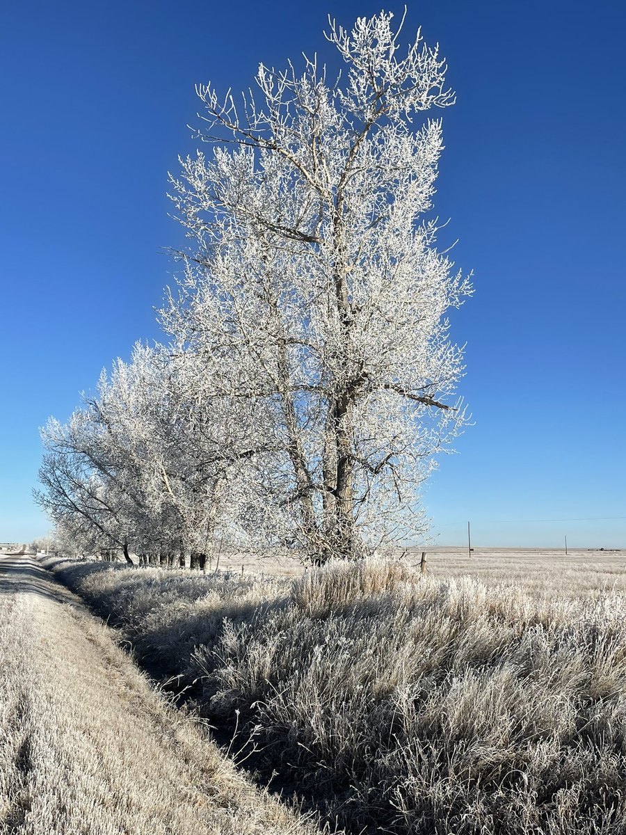 s_wdreamer's tweet photo. A foggy start to the New Year in #swSask. Some days the sun shines through & other days not! https://t.co/a8HT5ZlgNd