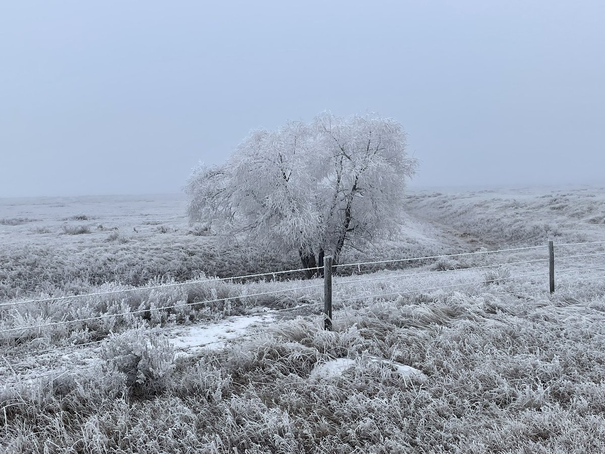 A foggy start to the New Year in #swSask. Some days the sun shines through &amp; other days not!
