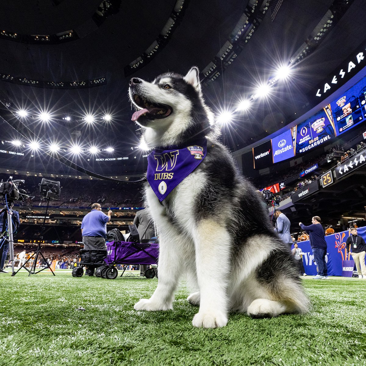 Happy Birthday, @DubsUW! 🥳 The good boy is 6⃣ today! #GoHuskies