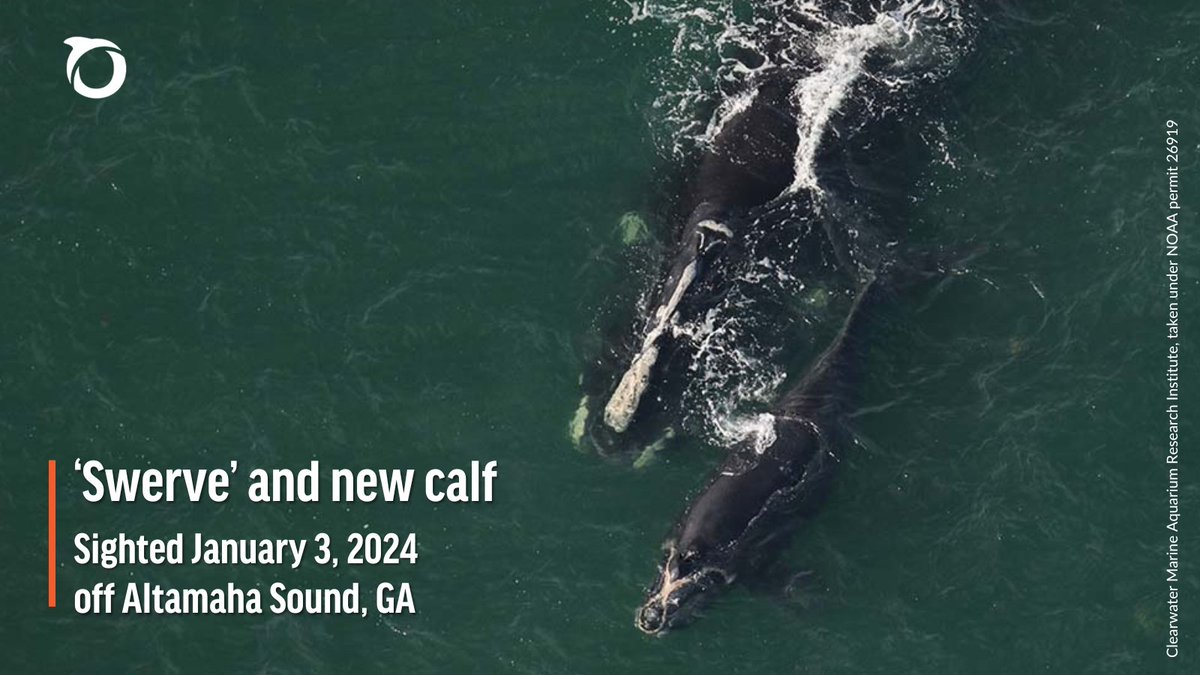 🐳 The ninth North Atlantic right whale calf of the season has been spotted! Mom 'Swerve' was just seen yesterday with a new baby, her sixth known calf.

While this is hopeful news, the #RightWhaleToSave needs stronger protections urgently. Help today at oceana.ly/3sdzmLq