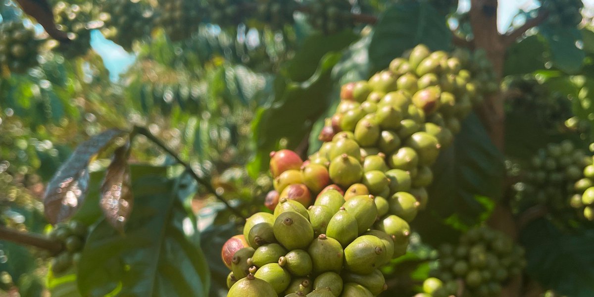 It’s a Robusta world and we’re just living in it - at least until the data and cup quality say otherwise 🧐 But what does it mean? And how did we get here?

🔗 bit.ly/3TNyZT9

#robustanews #specialtycoffee #greencoffee #coffeeroaster #sourcesmart #sucafinaspecialty