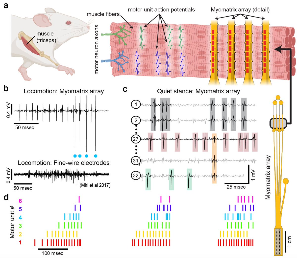 Eric and I wrote a preview of the consortium paper by Sam Sober and colleagues on the Myomatrix array, a powerful new device for motor unit recordings. Check out the paper by Chung, Zia et al.!
elifesciences.org/articles/94764
