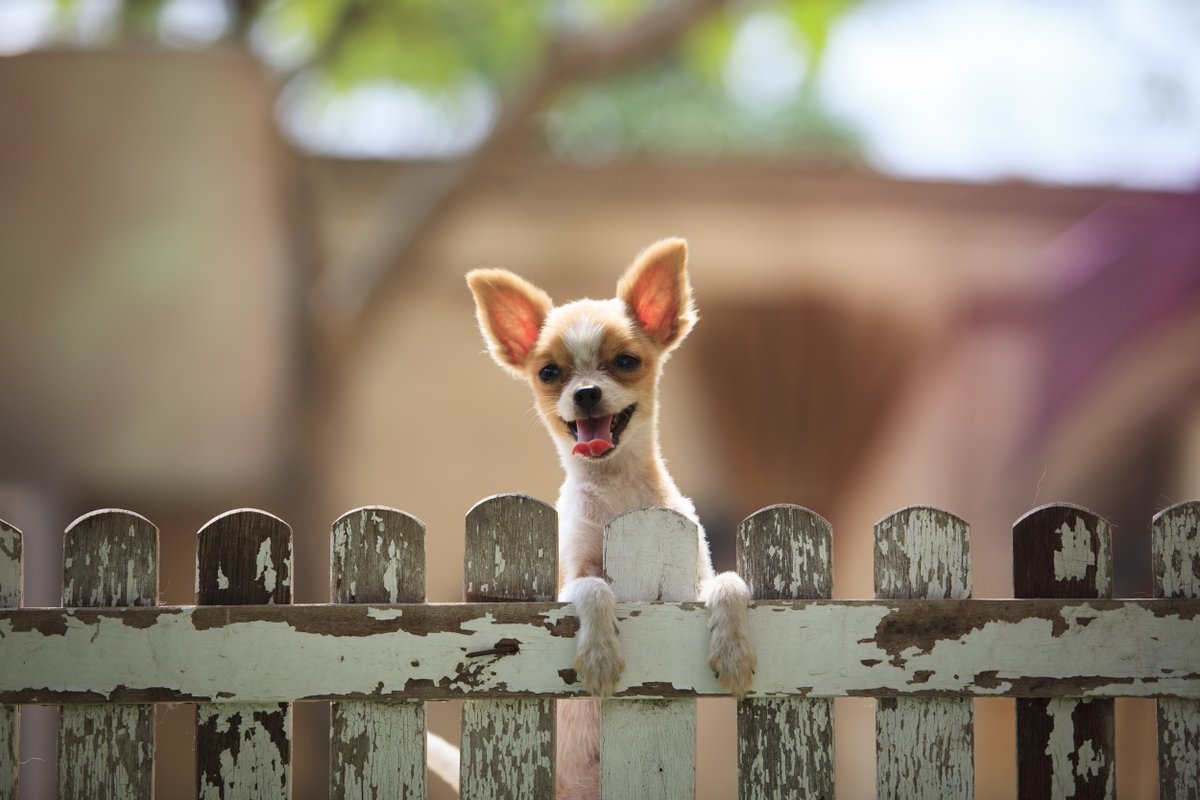 WoofWisdom's tweet photo. Woof Wisdom: Today is Thursday.
You’re welcome.
#WoofWisdom #woof https://t.co/4beNlhwCSJ