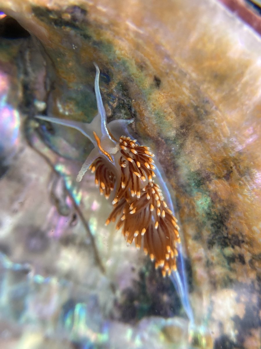 chesseaa's tweet photo. tidepools have been good!!! https://t.co/fWwZx4qSpu