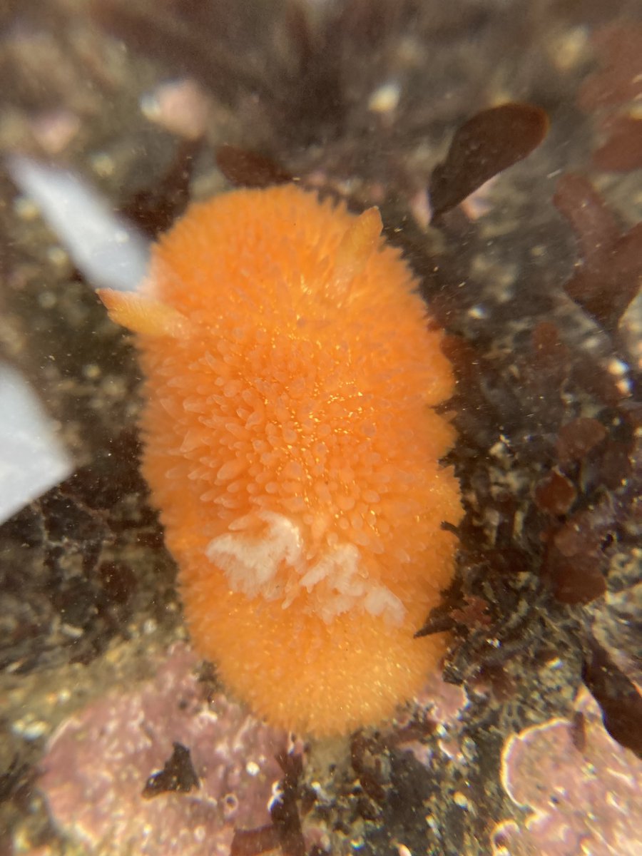 chesseaa's tweet photo. tidepools have been good!!! https://t.co/fWwZx4qSpu