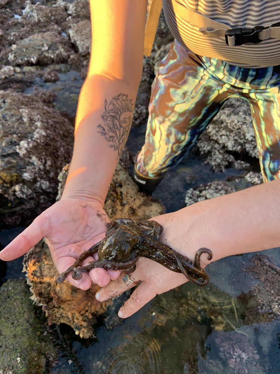 chesseaa's tweet photo. tidepools have been good!!! https://t.co/fWwZx4qSpu