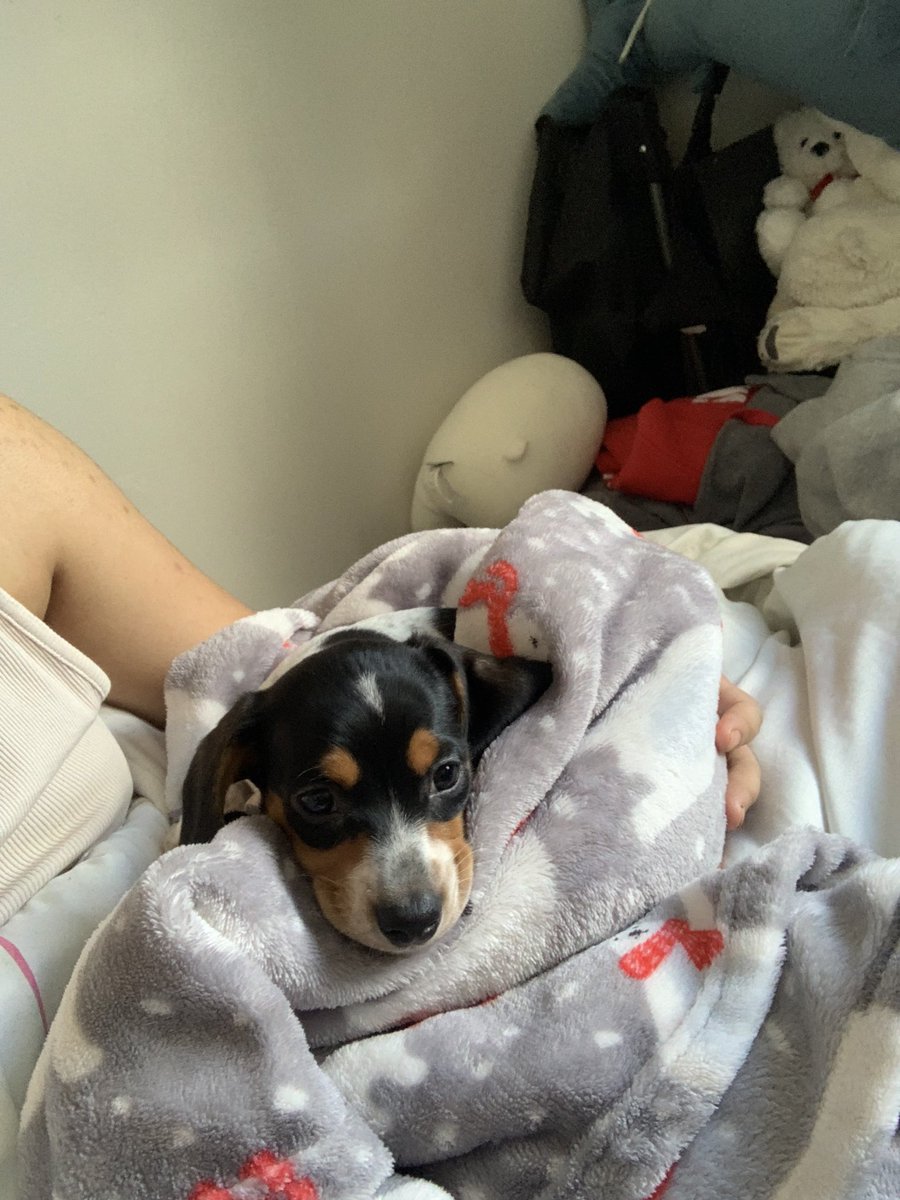 zhurris's tweet photo. i woke upππ and the puppy was hereπππ https://t.co/iApAQN3Jx8