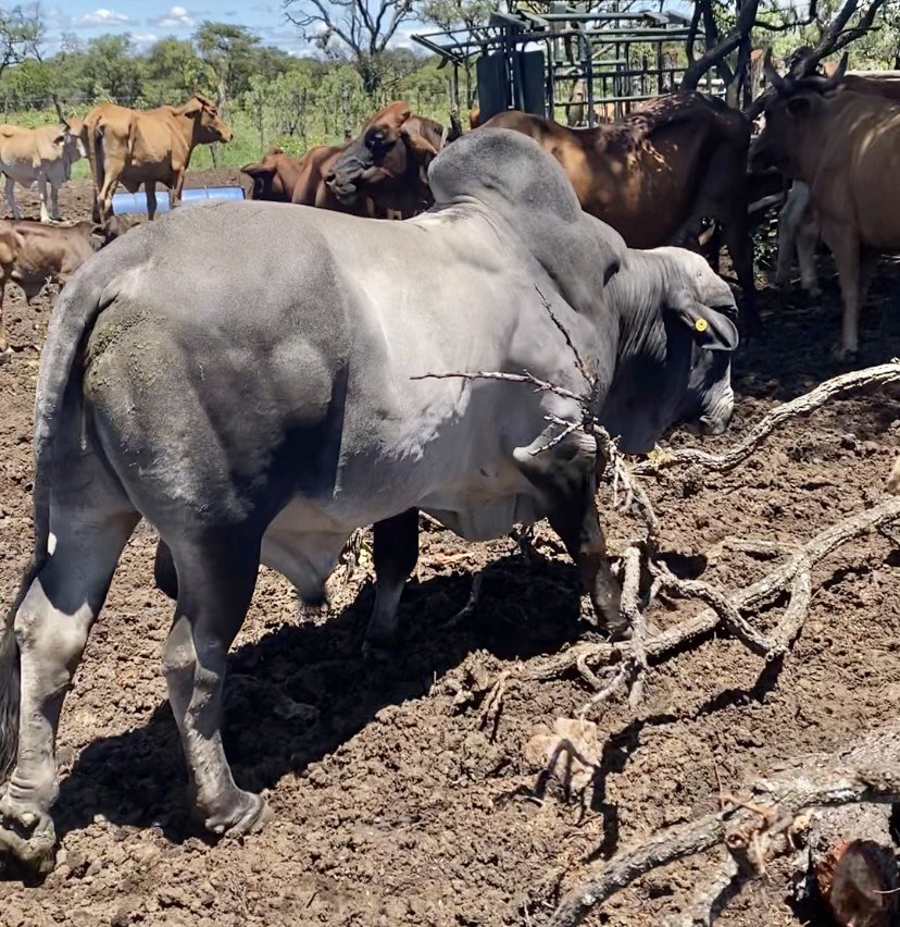 klipranch's tweet image. Two of our main bulls . Which one is your favorite. Like for grey and repost for red.