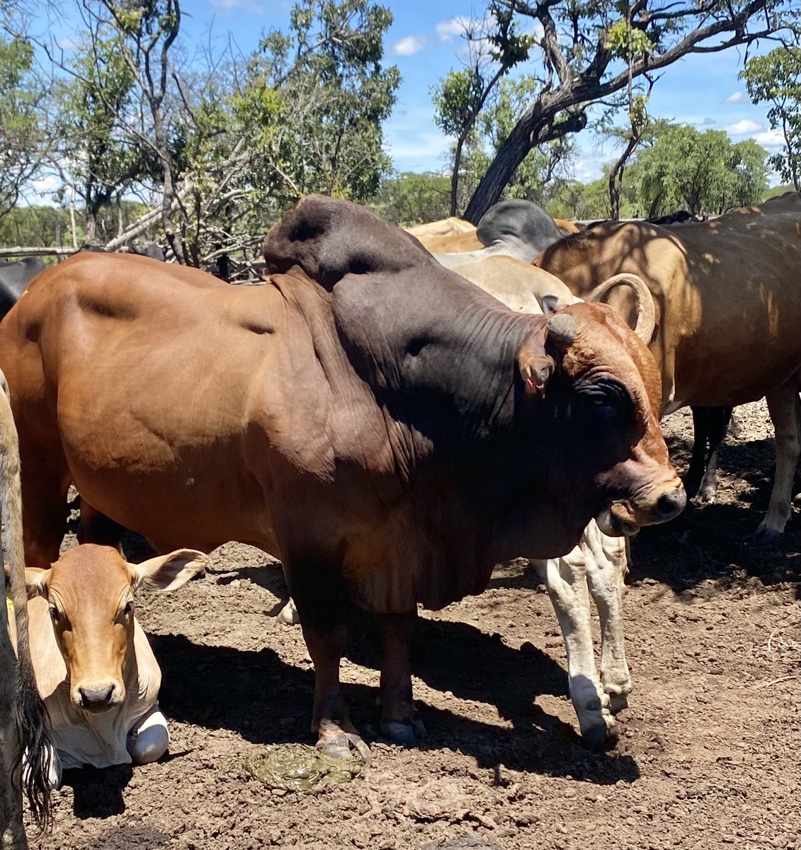 klipranch's tweet image. Two of our main bulls . Which one is your favorite. Like for grey and repost for red.