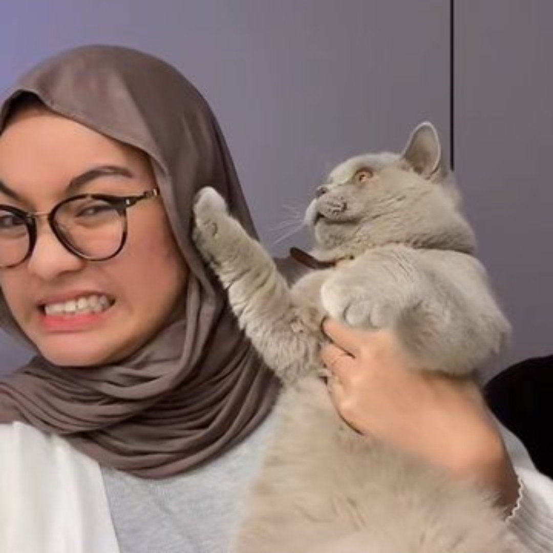 heidyyyaa's tweet photo. bombat gembrot bgt bjir gemess😩🤏🏻yg dulu pasrahan sekarang udah bisa ngelawan babu nya😭 dia udah mulai ngerti cara menjadi majikan yg benar

from this                                     to this https://t.co/IrxTgkgOkf