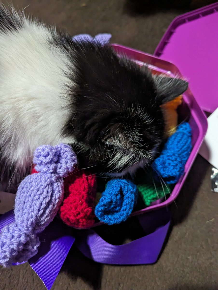 TheCatFlapjack's tweet photo. @Eli45510730 @frisky9 Thanks furry much 😻💕🐾 https://t.co/sojIGHf8L5