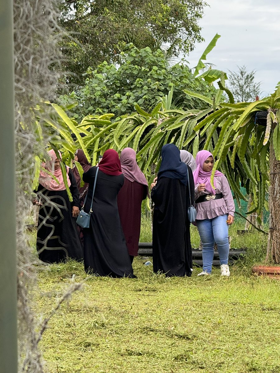 ZuvanDhaduveria's tweet photo. School holiday visitors season #AdduMeedhoo #Dragonfruitfarm
#GrowWithOoredoo #eHubaddu https://t.co/4pIAVwgmUa