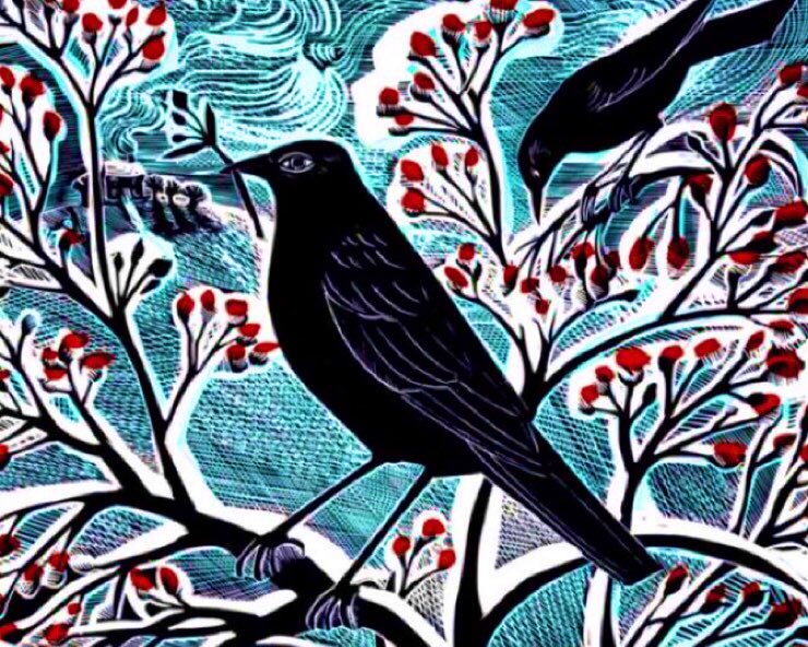 When blackbirds sing more than usual in the morning, rain is coming. When the rain arrives other birds fall silent, but the blackbird keeps singing, seemingly encouraged by the rain. It will sing through a storm with great passion. #NationalBirdDay (5th Jan) #FolkloreSunday