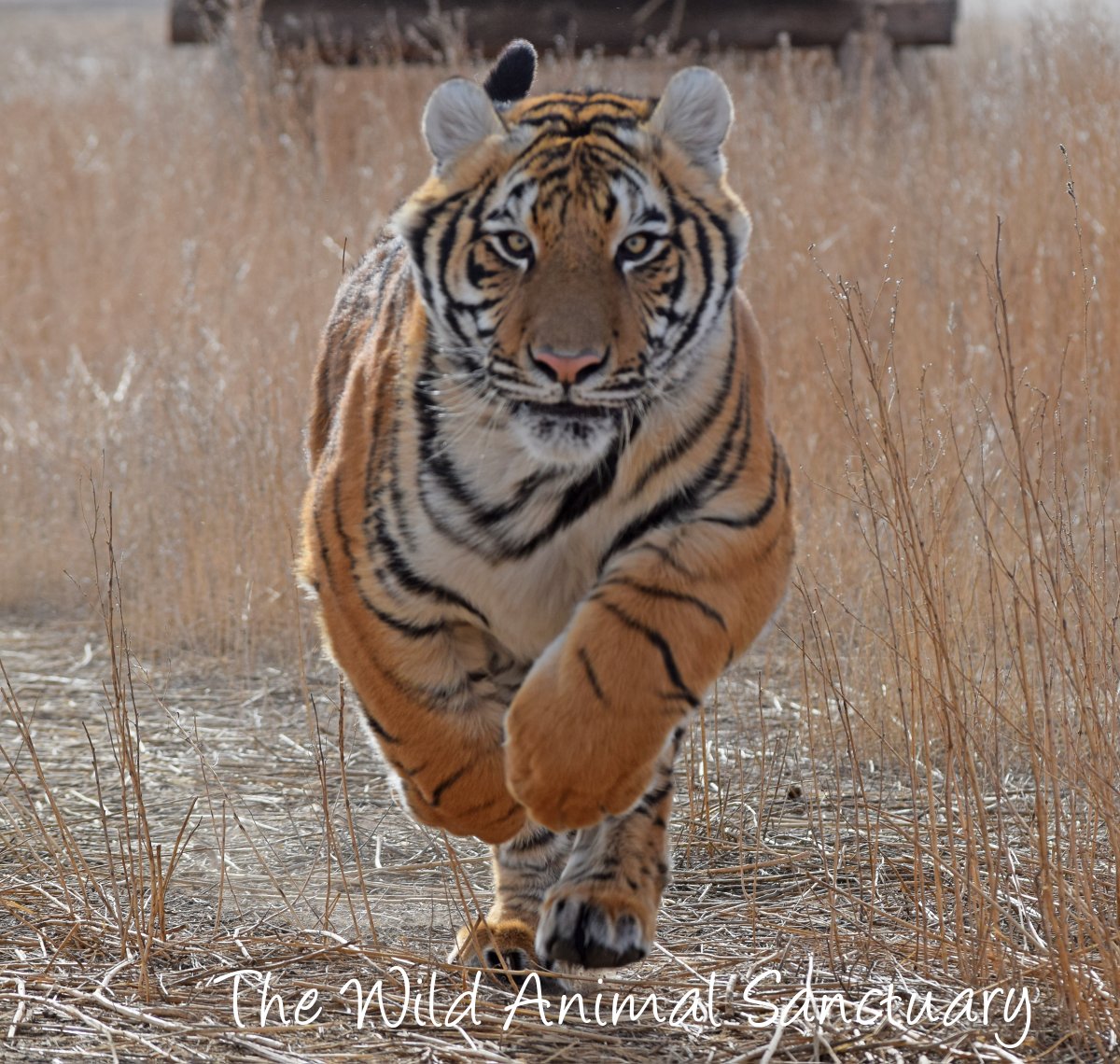 animalsanctuary's tweet photo. Picture Of The Day!
Location: The Wild Animal Sanctuary, Keenesburg, CO.

Duke the Tiger - CAPTION THIS!

#TheWildAnimalSanctuary #wildanimalsrescue #Colorado #CaptionThisChallenge #Sanctuary #RescuedTiger https://t.co/dmy5ayvTCC