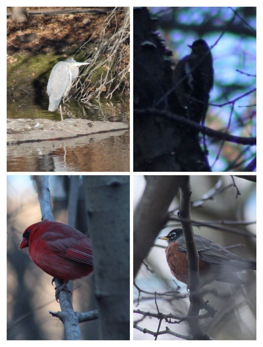 Birding in Central Park was amazing-all birds pictured were lifers, plus Ruby- crowned Kinglet, but the picture of that is so bad i shan't share it😆