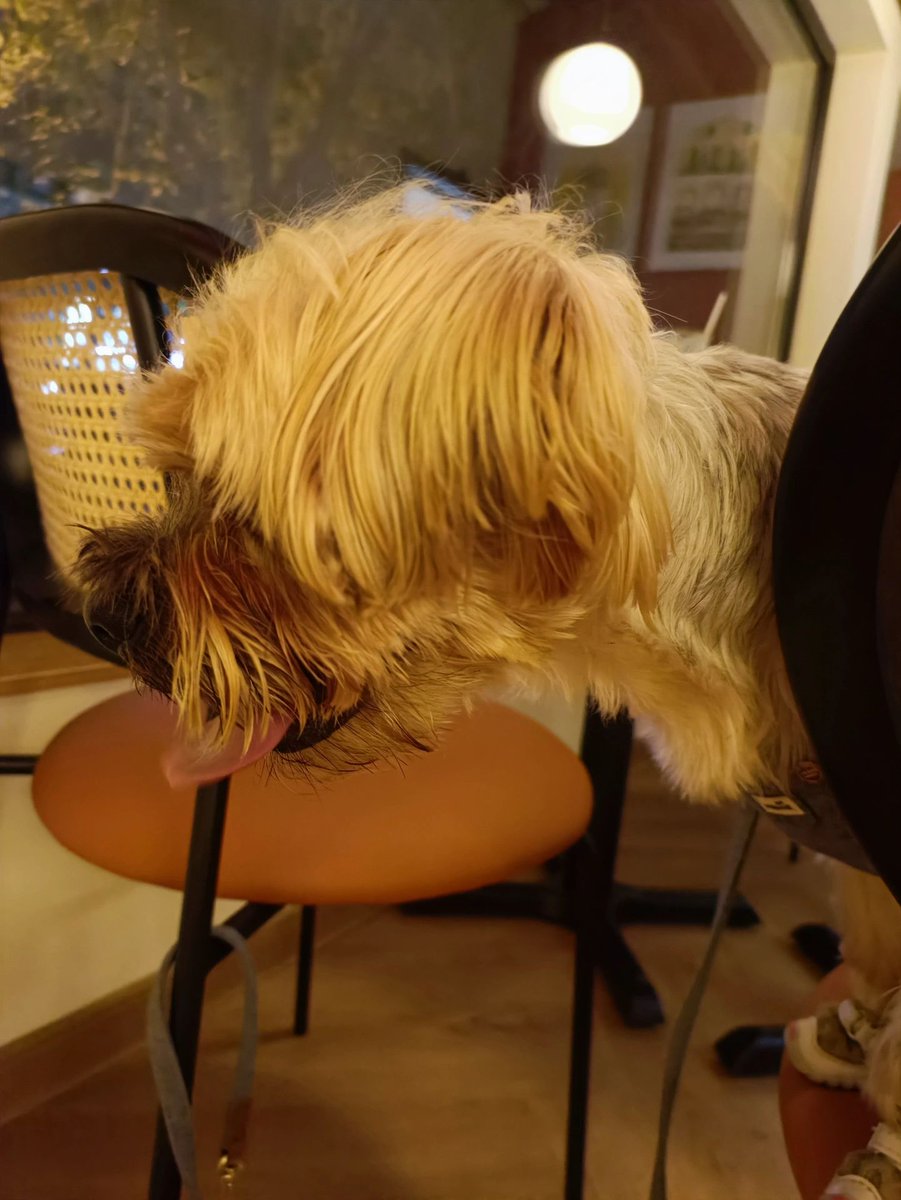 My furry companion,so cute ♥️