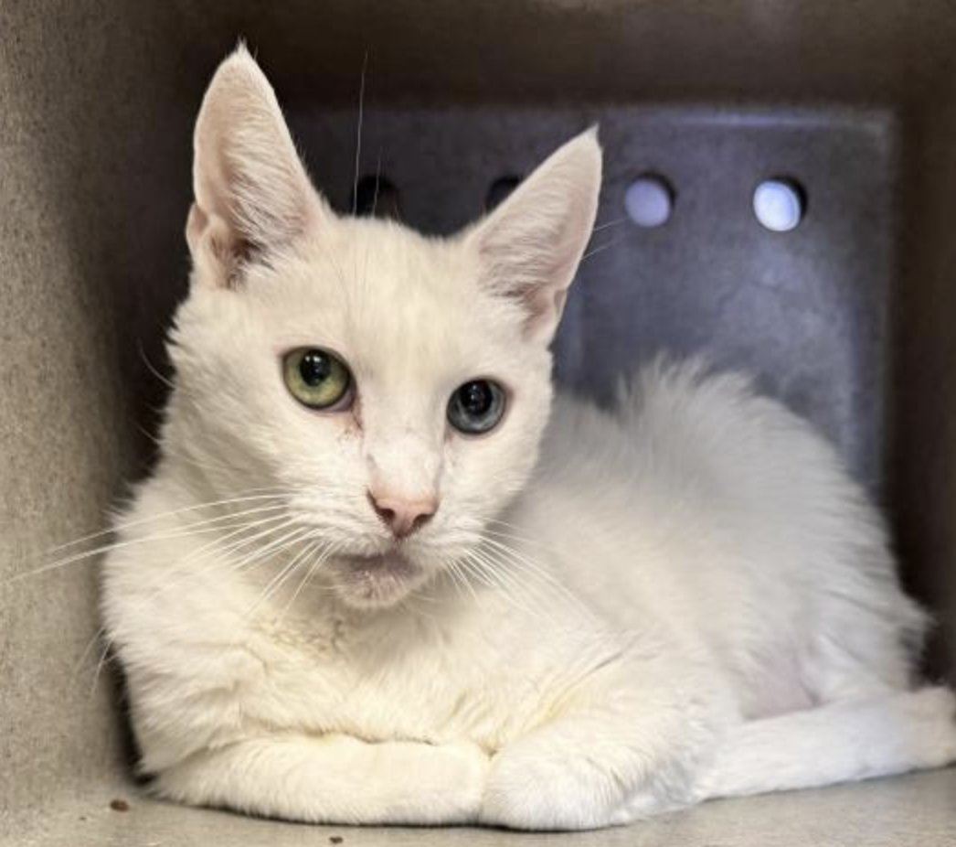 LACityPets's tweet photo. Meet Quinn #A2119333, Ben #A2116953, Ena #A2099002, and Muning #A2117336! ๐ฑ Visit our Harbor Center today to meet any of our adoptable cats! #lacitypets #HumaneLA #adopt #foster #catsofLA #homeforthehowlidays https://t.co/5nBO6bSHyK