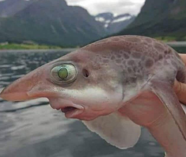 Ustedes idealizan a cualquier cosa con abdominales déjenme de joder