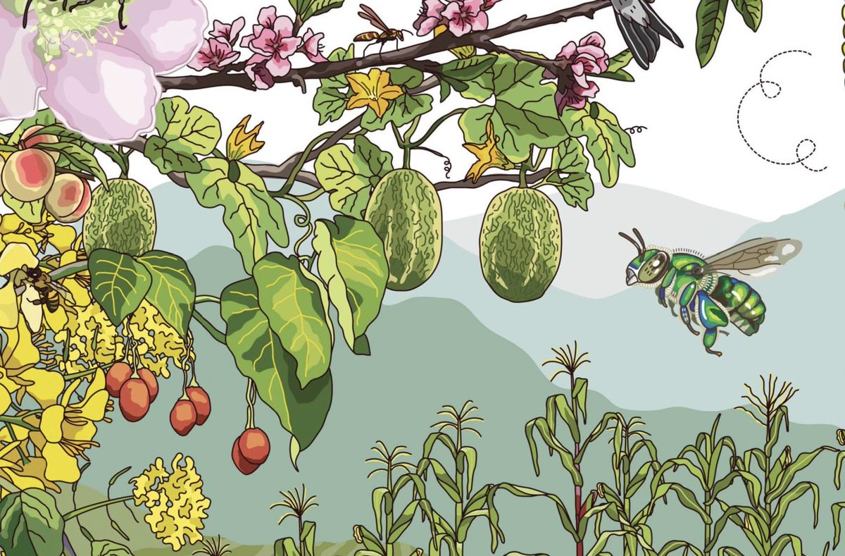 CONABIO's tweet photo. 🦇  El aporte de los polinizadores a la milpa en los Altos de Chiapas. 🐝 

En las milpas de los Altos de Chiapas las familias cosechan en promedio 1,494 kg de alimentos al año. un 20.3% de esta cosecha se debe a la polinización.

https://t.co/Tx3gzcVnOn https://t.co/Fa3rFeVlfE
