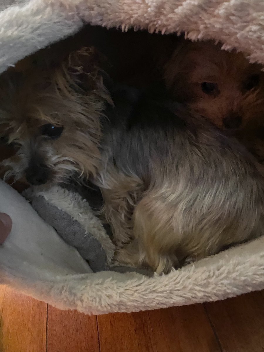 Y’all like two little dogs in a small, comfy cave?
