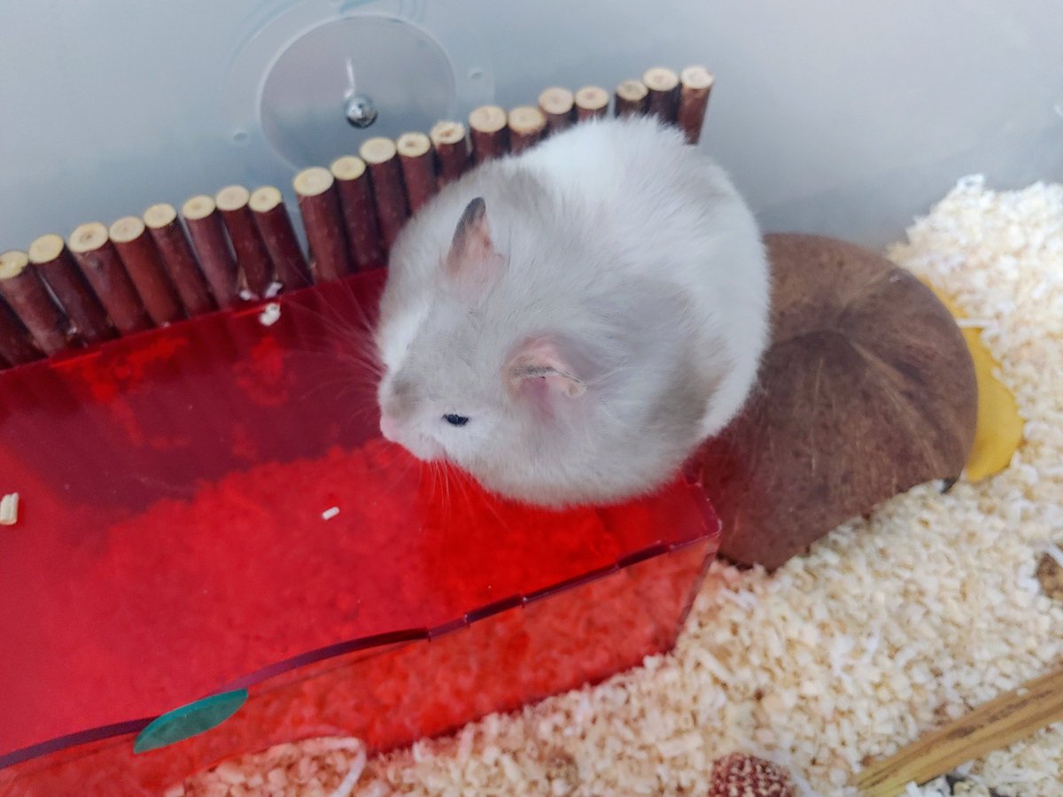 sad5min's tweet photo. 햄스터하다 https://t.co/VENPfxeAly