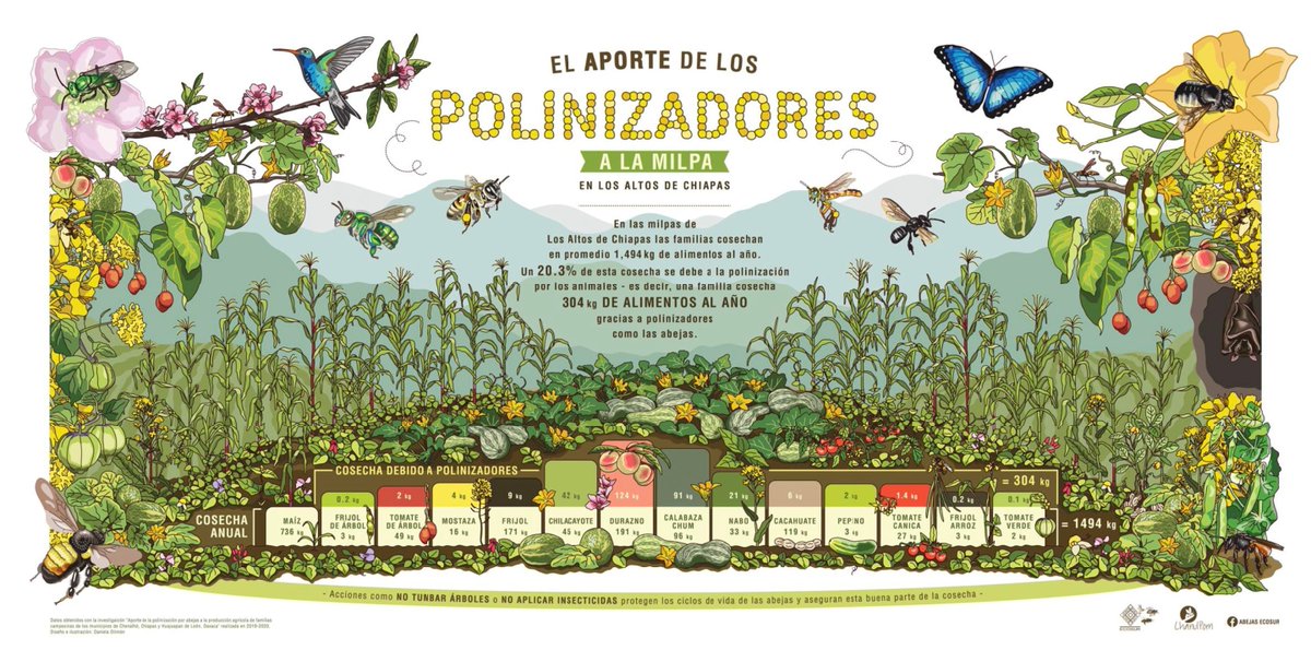 CONABIO's tweet photo. 🦇  El aporte de los polinizadores a la milpa en los Altos de Chiapas. 🐝 

En las milpas de los Altos de Chiapas las familias cosechan en promedio 1,494 kg de alimentos al año. un 20.3% de esta cosecha se debe a la polinización.

https://t.co/Tx3gzcVnOn https://t.co/Fa3rFeVlfE
