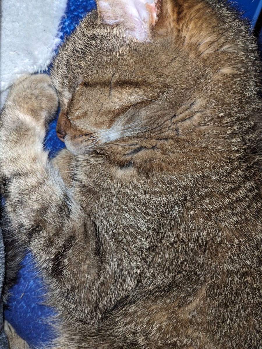 NoGenreLeftBhnd's tweet photo. Not quite ready to face the world after holidays. Who says we have to welcome the new year??? I'm with Billie, I'd rather take a nap.

#CatsofIG #CatsofFB #CatsOfTwitter #CatLover https://t.co/2kAMsKc1gb