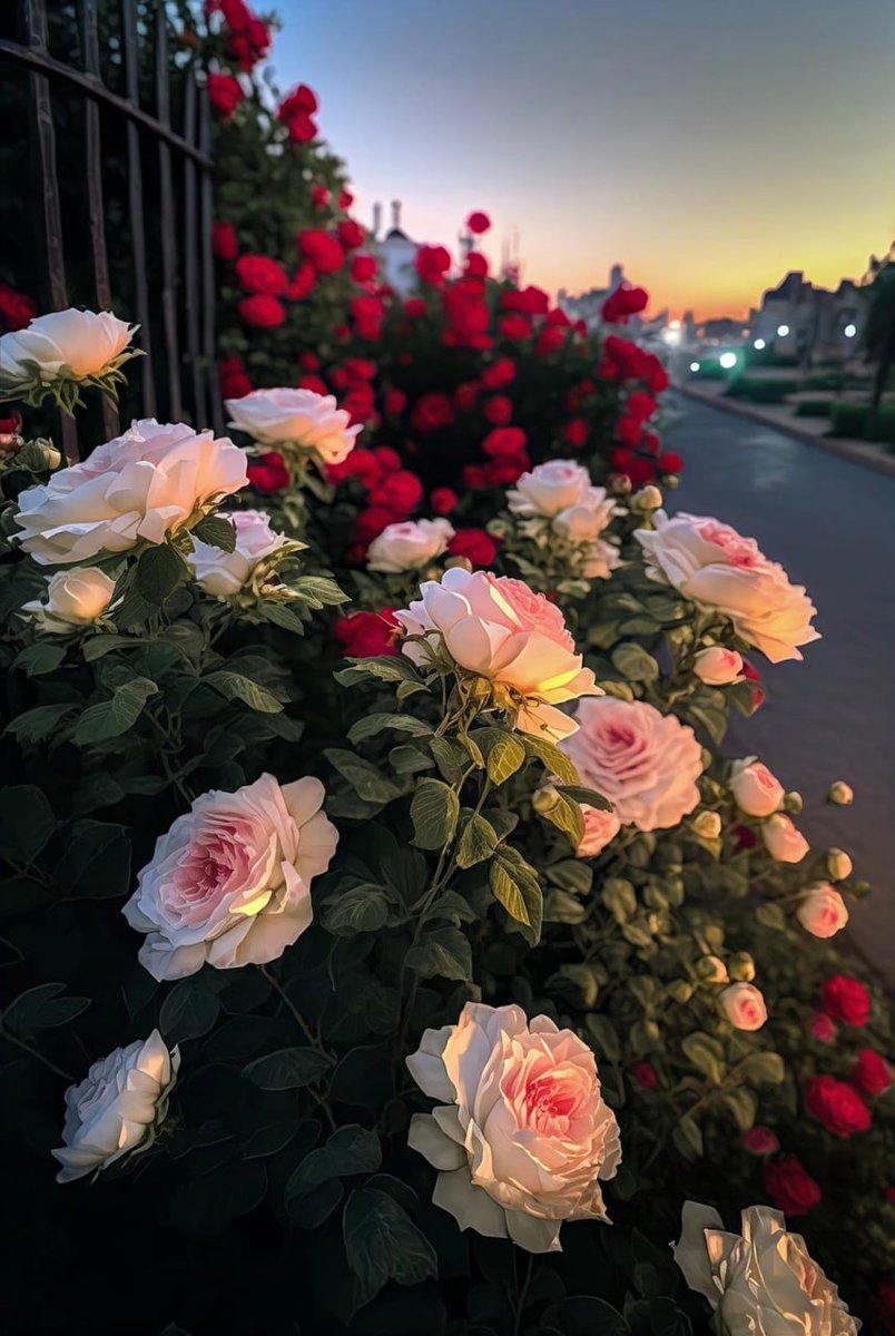 JiangP21068's tweet photo. 无人问津的角落总是开满鲜花🌸  #生活 https://t.co/ej65ybVqGb