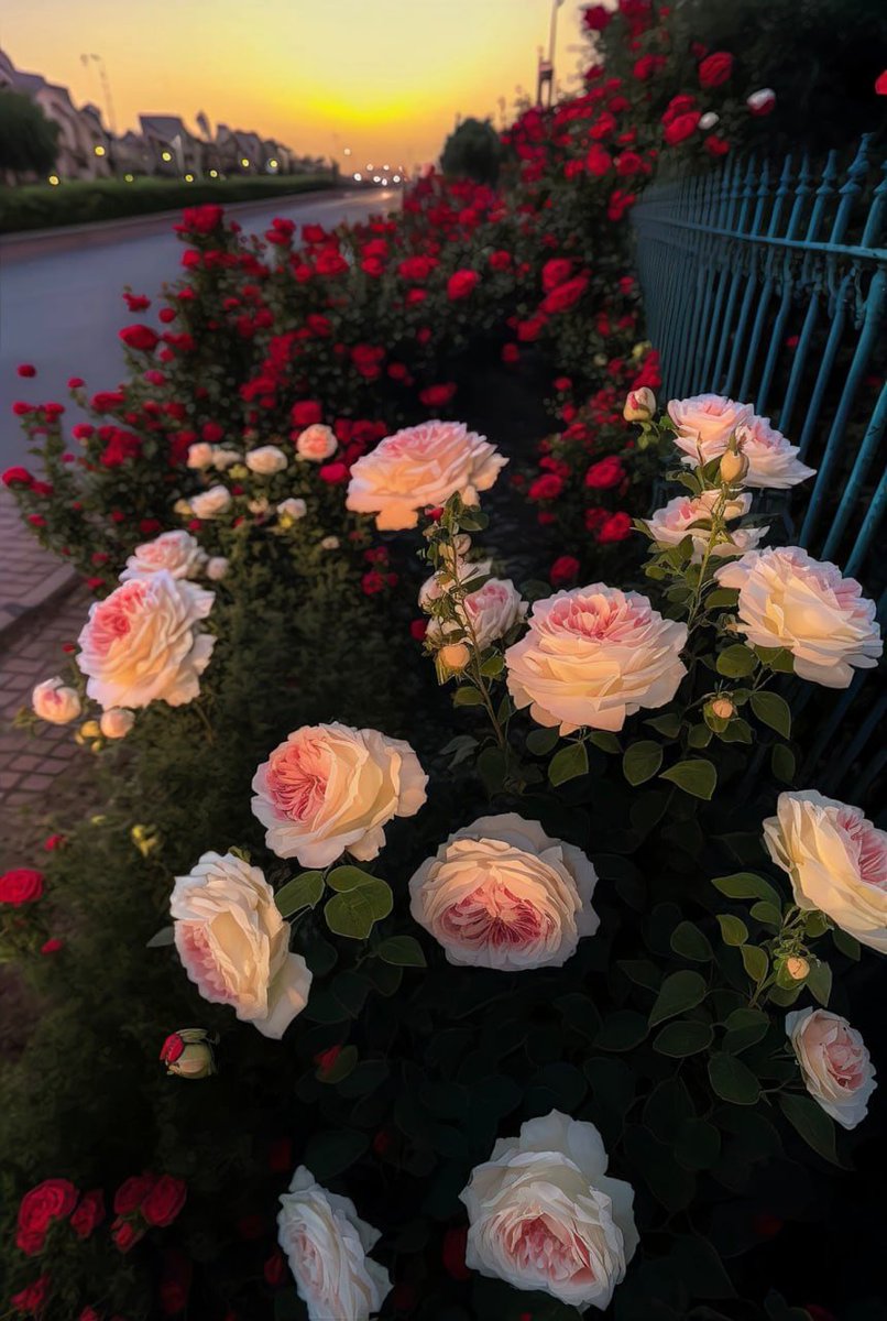 JiangP21068's tweet photo. 无人问津的角落总是开满鲜花🌸  #生活 https://t.co/ej65ybVqGb