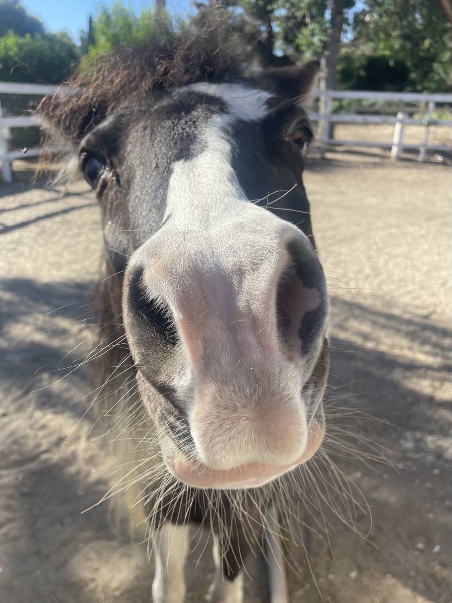 “Hello PETA, this is Sparkle.  My mom ran out of peppermints, that’s down right abuse.  TY for your immediate attention”