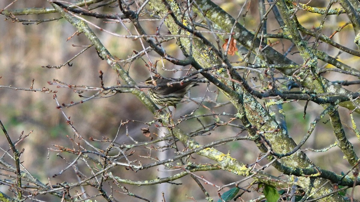 Paul Riley (@paulriley44) on Twitter photo Saw the Heybridge Northern Waterthrush immediately on arrival. Sometimes pays to be at the back of the queue! Thanks <a href="/Richardpre21189/">Richard preston</a> for taking me and <a href="/Christo1219/">Christopher stone</a> for the tasty sausage rolls π Saw the Heybridge Northern Waterthrush immediately on arrival. Sometimes pays to be at the back of the queue! Thanks <a href="/Richardpre21189/">Richard preston</a> for taking me and <a href="/Christo1219/">Christopher stone</a> for the tasty sausage rolls π