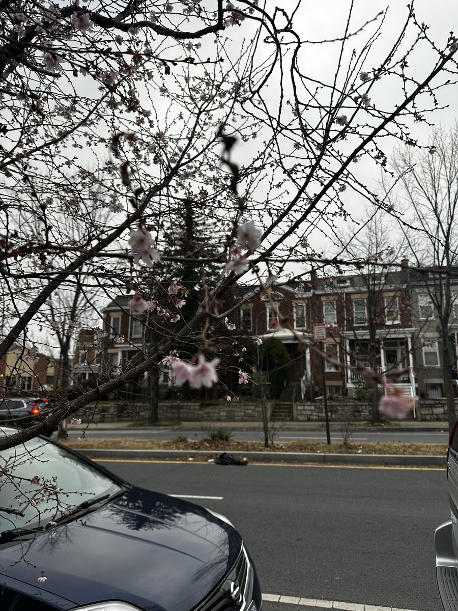 Spotted some very confused Cherry Blossoms in Petworth on my way to work this morning…